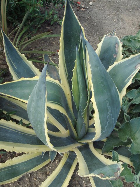 Agave americana 'Vaiegata'